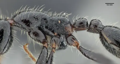 Neivamyrmex pilosus - UFV-LABECOL-003518