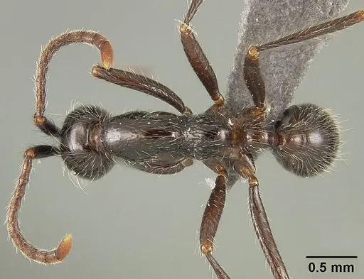 Neivamyrmex pilosus - USNMENT01124233