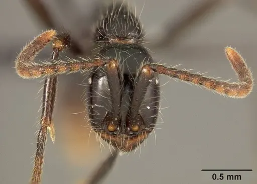 Neivamyrmex pilosus - USNMENT01124233