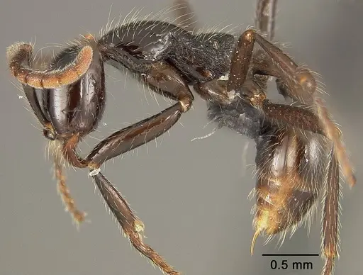 Neivamyrmex pilosus - USNMENT01124233