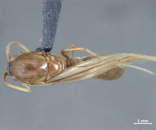 Neivamyrmex piraticus specimen