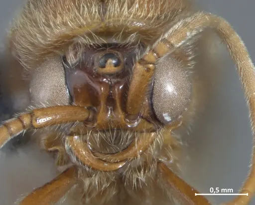 Neivamyrmex piraticus specimen