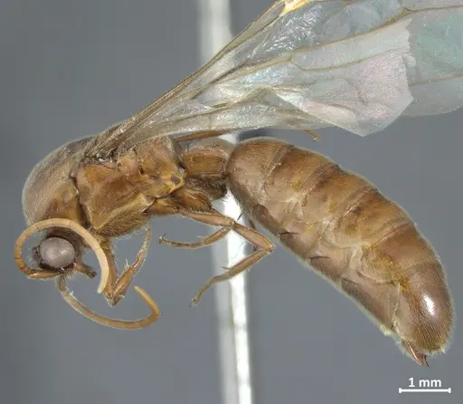 Neivamyrmex piraticus specimen