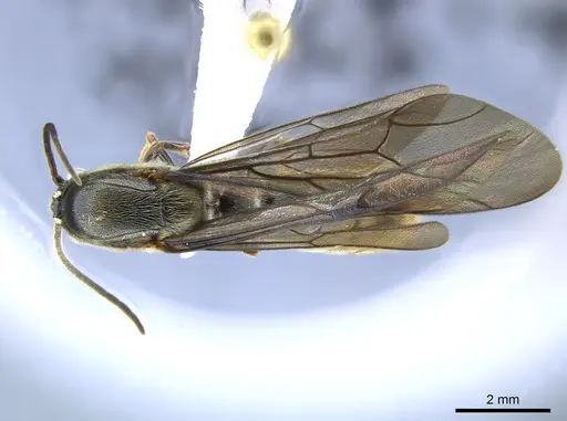 Neivamyrmex planidens specimen
