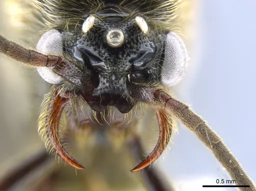 Neivamyrmex planidens specimen