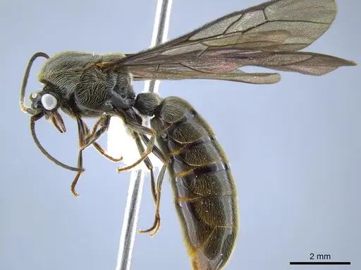 Neivamyrmex planidens specimen