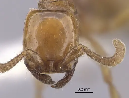 Neivamyrmex planidorsus specimen