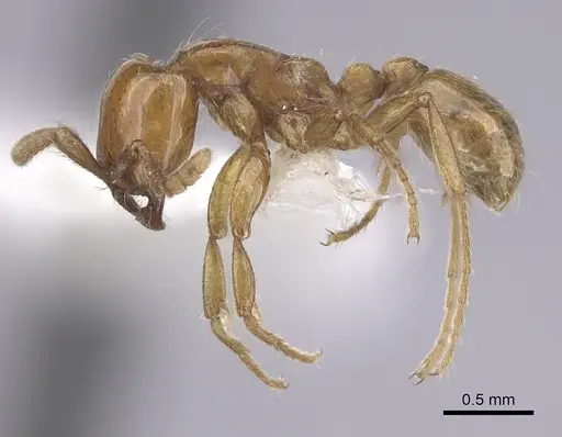 Neivamyrmex planidorsus specimen