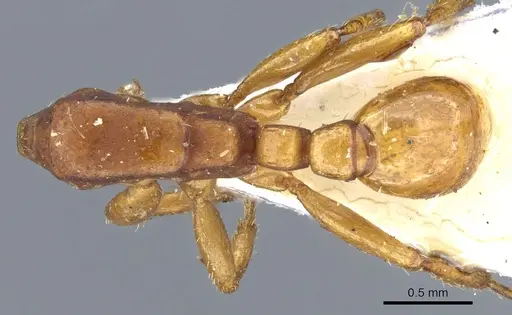 Neivamyrmex planidorsus - CASENT0903736