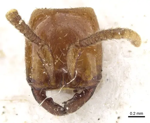 Neivamyrmex planidorsus - CASENT0903736