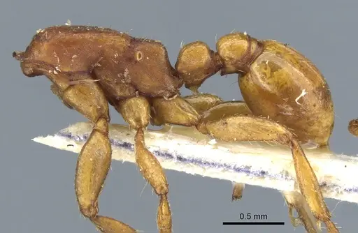 Neivamyrmex planidorsus - CASENT0903736