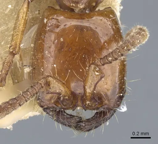 Neivamyrmex planidorsus - CASENT0905970