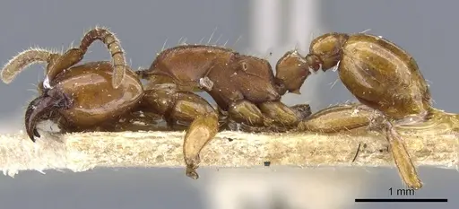 Neivamyrmex planidorsus - CASENT0905970