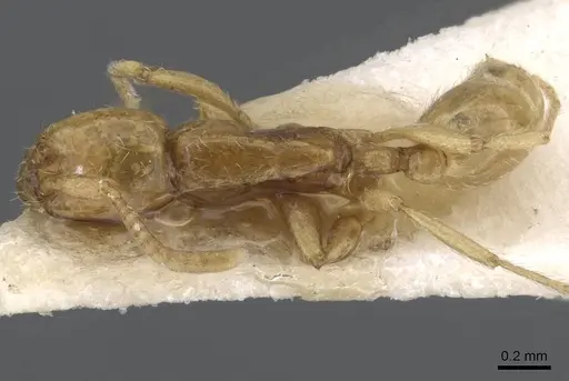 Neivamyrmex postangustatus specimen