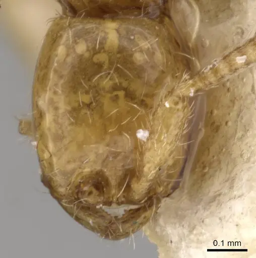 Neivamyrmex postangustatus specimen