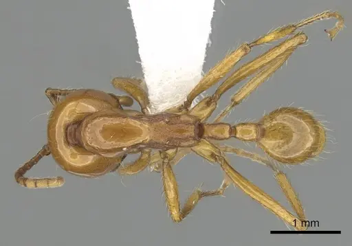 Neivamyrmex postcarinatus specimen
