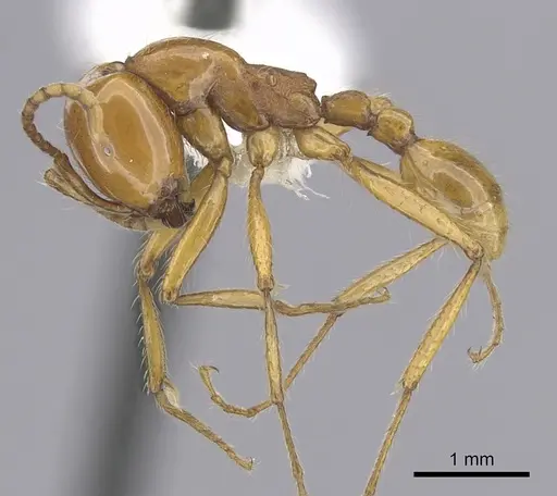 Neivamyrmex postcarinatus specimen