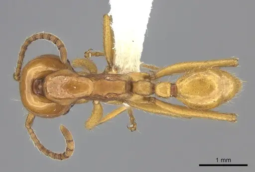 Neivamyrmex postcarinatus - CASENT0619177