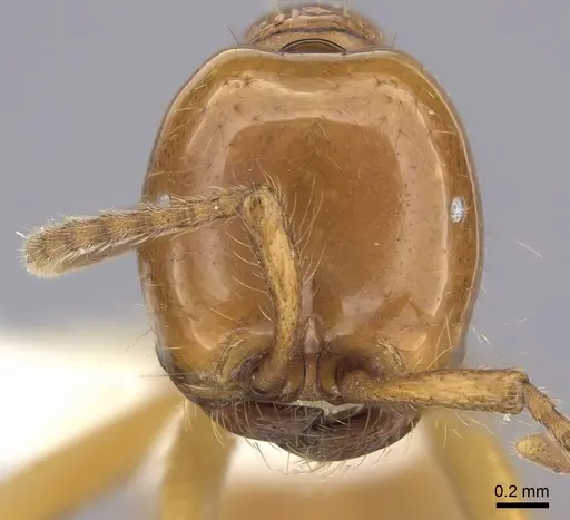 Neivamyrmex postcarinatus - CASENT0619177