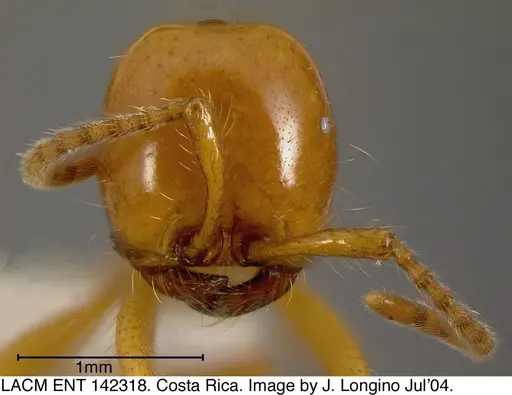 Neivamyrmex postcarinatus - LACMENT142318