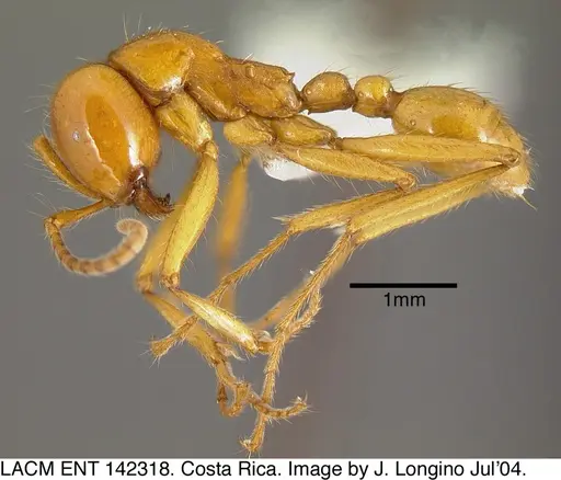 Neivamyrmex postcarinatus - LACMENT142318