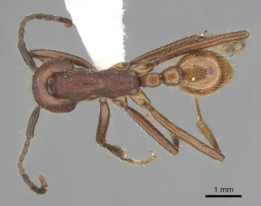 Neivamyrmex pseudops specimen