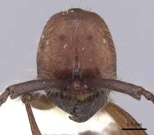 Neivamyrmex pseudops specimen