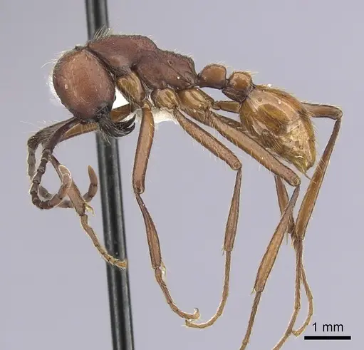Neivamyrmex pseudops specimen