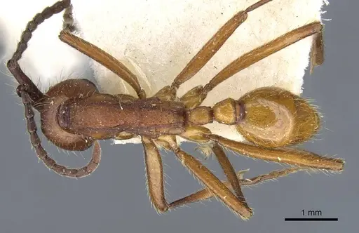 Neivamyrmex pseudops - CASENT0905974