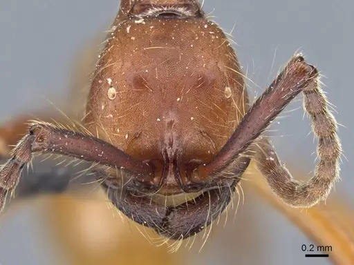 Neivamyrmex pseudops - CASENT0905974