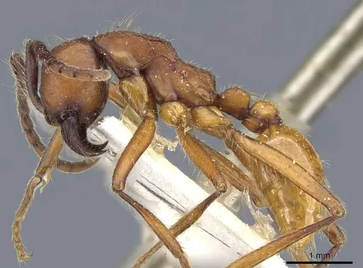 Neivamyrmex pseudops - CASENT0905974