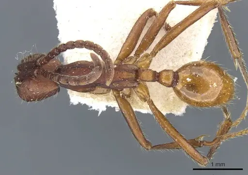 Neivamyrmex pseudops - CASENT0905975