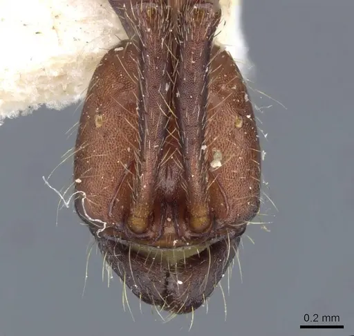 Neivamyrmex pseudops - CASENT0905975