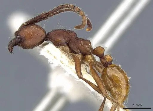 Neivamyrmex pseudops - CASENT0905975