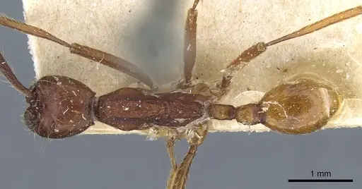 Neivamyrmex pseudops - CASENT0905976