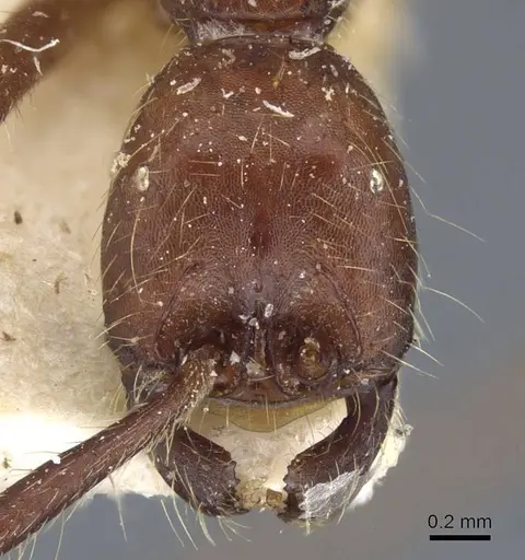 Neivamyrmex pseudops - CASENT0905976