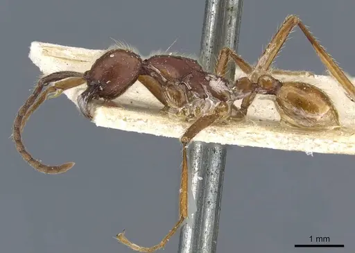 Neivamyrmex pseudops - CASENT0905976