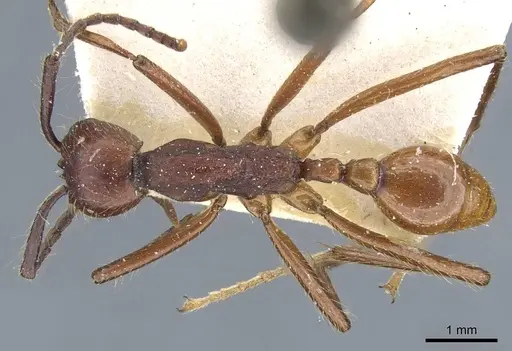 Neivamyrmex pseudops - CASENT0905977