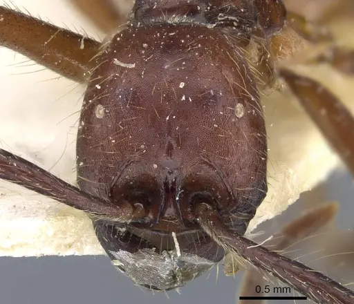 Neivamyrmex pseudops - CASENT0905977