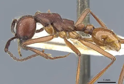 Neivamyrmex pseudops - CASENT0905977