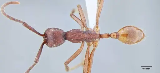 Neivamyrmex pseudops - UFV-LABECOL-003488