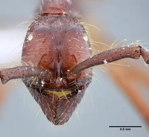 Neivamyrmex pseudops - UFV-LABECOL-003488