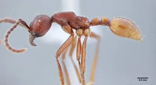 Neivamyrmex pseudops - UFV-LABECOL-003488