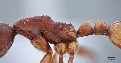 Neivamyrmex pseudops - UFV-LABECOL-003488