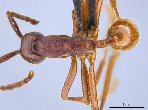 Neivamyrmex pseudops - UFV-LABECOL-007385