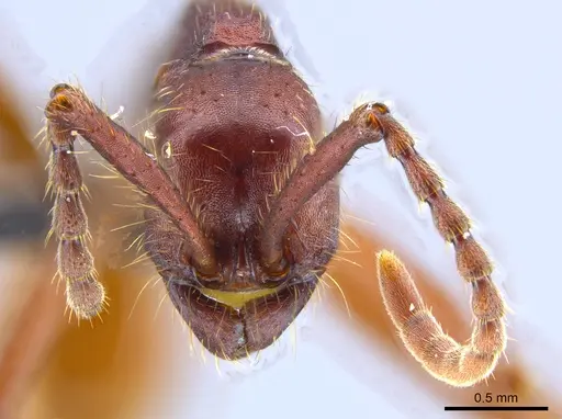 Neivamyrmex pseudops - UFV-LABECOL-007385