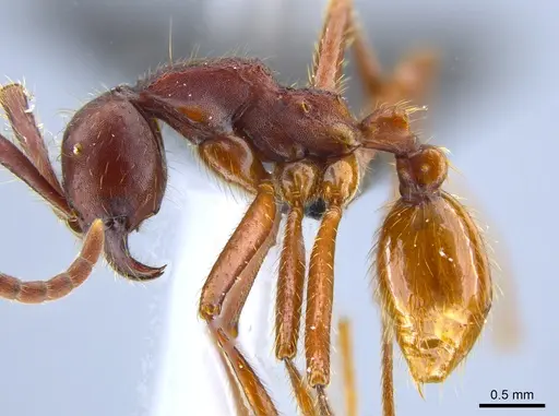 Neivamyrmex pseudops - UFV-LABECOL-007385