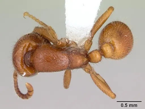 Neivamyrmex punctaticeps specimen