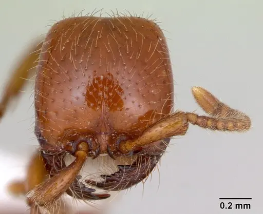 Neivamyrmex punctaticeps specimen