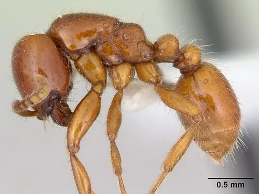 Neivamyrmex punctaticeps specimen